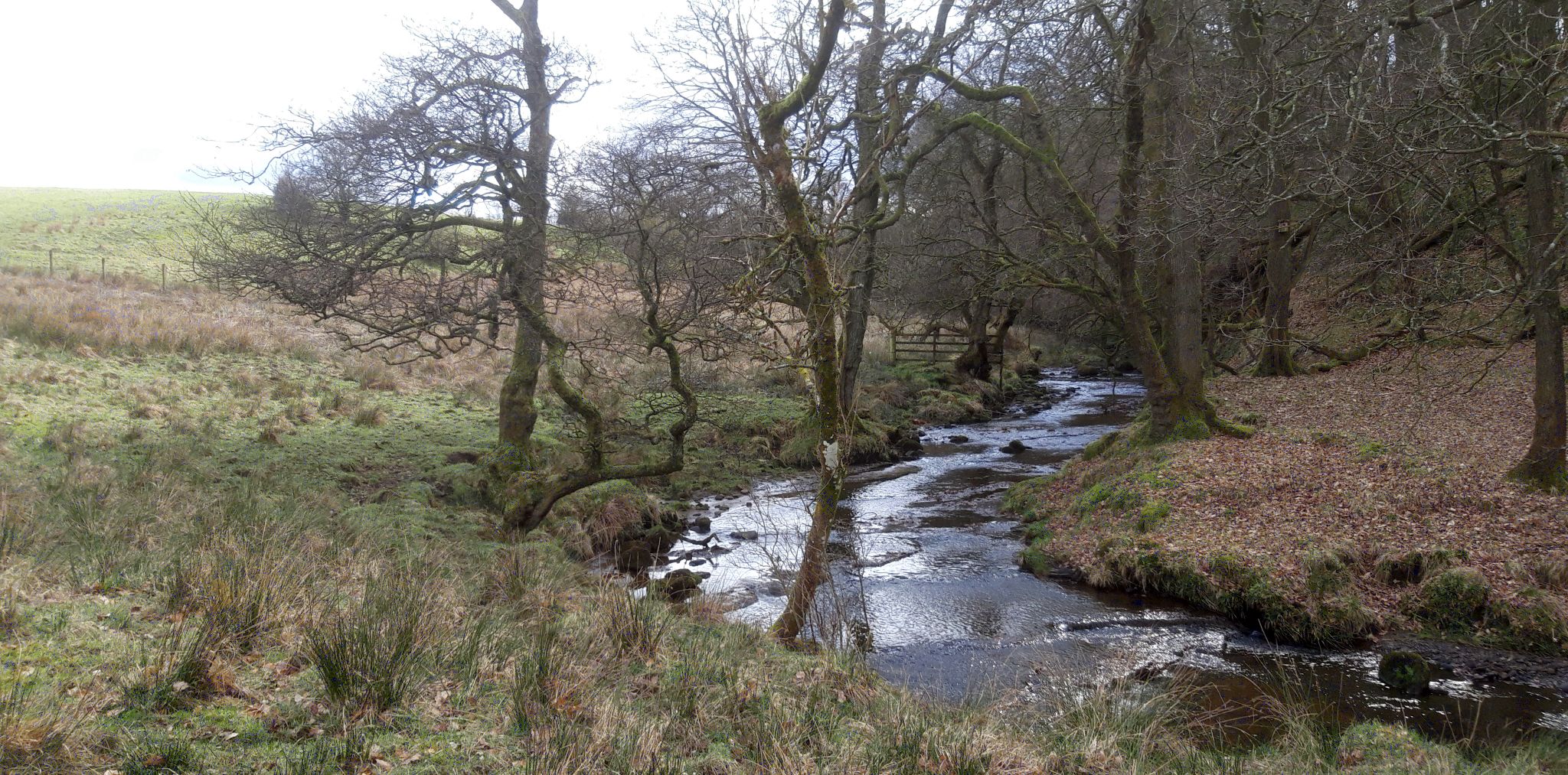 Walton Burn